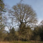 Oregon Oak