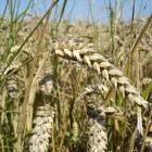 Bizarre Twist in GMO Seed Stock Story