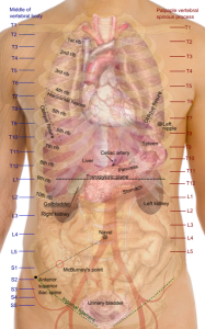 Alliance for Mutual Prosperity Current Human Body Diagram