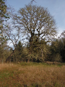 Oregon Oak